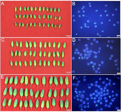 Frontiers Small Rna Sequencing Reveals Differential Mirna Expression